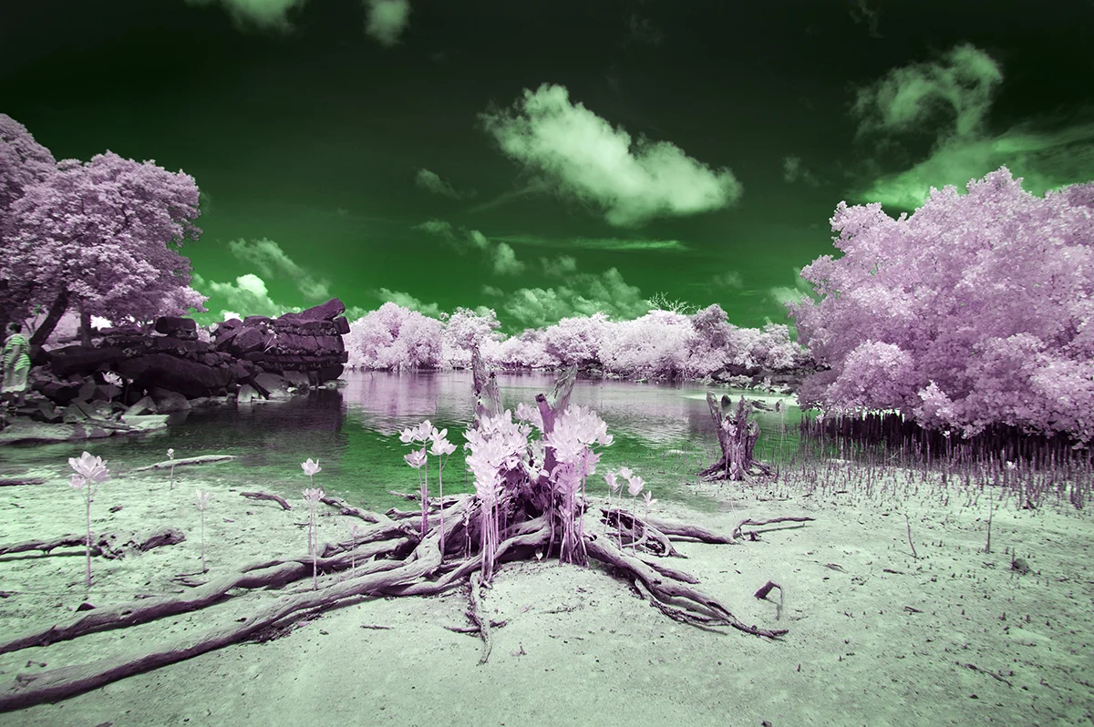 WIS Island of the Colorblind — NOOR